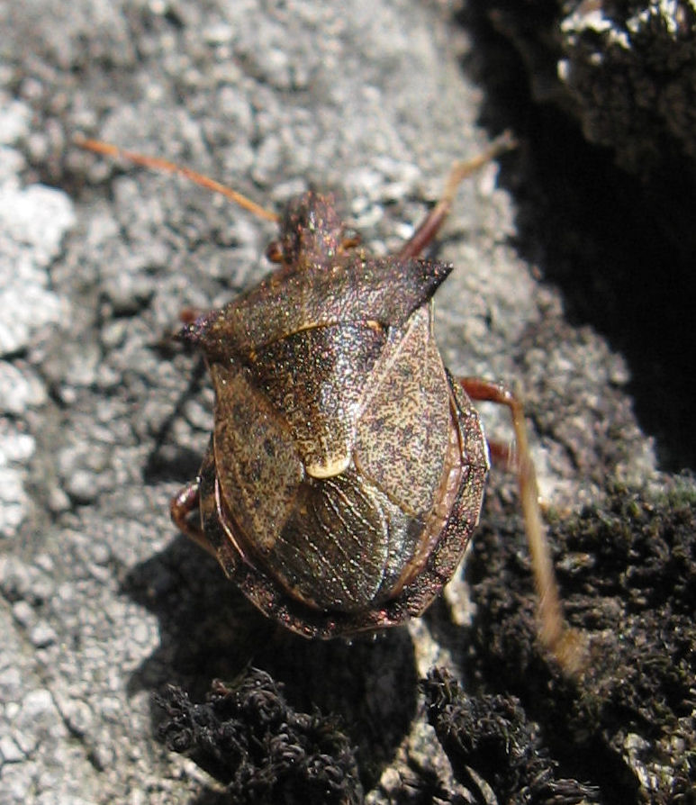 Picromerus bidens della Valmalenco